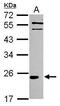 Interleukin-1 family member 7 antibody, PA5-30527, Invitrogen Antibodies, Western Blot image 