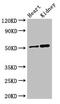 Sialic Acid Binding Ig Like Lectin 7 antibody, CSB-PA896485LA01HU, Cusabio, Western Blot image 