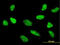 Transcription Factor 7 antibody, LS-C133470, Lifespan Biosciences, Immunofluorescence image 