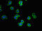 Cysteinyl Leukotriene Receptor 1 antibody, LS-C396292, Lifespan Biosciences, Immunofluorescence image 