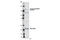 BRCA1 Interacting Protein C-Terminal Helicase 1 antibody, 11983S, Cell Signaling Technology, Western Blot image 