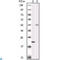 Aurora Kinase B antibody, LS-C812400, Lifespan Biosciences, Western Blot image 