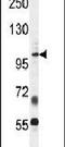 Type II inositol-1,4,5-trisphosphate 5-phosphatase antibody, PA5-23992, Invitrogen Antibodies, Western Blot image 