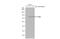 CD36 Molecule antibody, GTX100642, GeneTex, Western Blot image 