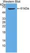 Kininogen 1 antibody, LS-C686368, Lifespan Biosciences, Western Blot image 