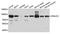 DnaJ Heat Shock Protein Family (Hsp40) Member C2 antibody, A4633, ABclonal Technology, Western Blot image 