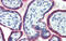 SET1 antibody, 25-188, ProSci, Immunohistochemistry frozen image 