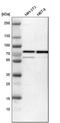 GATA Zinc Finger Domain Containing 2B antibody, PA5-53536, Invitrogen Antibodies, Western Blot image 