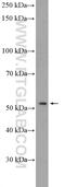 Tripartite Motif-Containing 51 antibody, 20802-1-AP, Proteintech Group, Western Blot image 