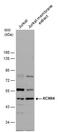 Potassium Calcium-Activated Channel Subfamily N Member 4 antibody, PA5-78033, Invitrogen Antibodies, Western Blot image 