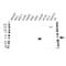 Kallikrein Related Peptidase 3 antibody, VMA00275, Bio-Rad (formerly AbD Serotec) , Western Blot image 