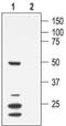 Potassium Voltage-Gated Channel Subfamily A Member 7 antibody, PA5-77613, Invitrogen Antibodies, Western Blot image 