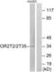 Olfactory Receptor Family 2 Subfamily T Member 2 antibody, abx015368, Abbexa, Western Blot image 