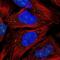 CAMLG antibody, NBP2-33661, Novus Biologicals, Immunocytochemistry image 