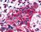 Neurotensin Receptor 2 antibody, LS-A3747, Lifespan Biosciences, Immunohistochemistry paraffin image 