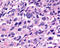 Relaxin-3 receptor 1 antibody, TA340433, Origene, Immunohistochemistry frozen image 