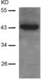 GATA Binding Protein 1 antibody, TA321430, Origene, Western Blot image 