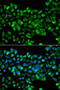 Carbonyl Reductase 3 antibody, 23-018, ProSci, Immunofluorescence image 