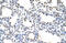 Cold Shock Domain Containing C2 antibody, 29-420, ProSci, Western Blot image 