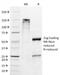 Melan-A antibody, 33-131, ProSci, Immunohistochemistry paraffin image 