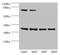 Spindlin Family Member 3 antibody, orb30794, Biorbyt, Western Blot image 