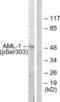 RUNX Family Transcription Factor 1 antibody, LS-C198624, Lifespan Biosciences, Western Blot image 