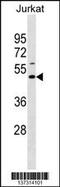 ELL Associated Factor 1 antibody, 60-020, ProSci, Western Blot image 