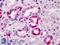 Transcription Factor EC antibody, LS-B2458, Lifespan Biosciences, Immunohistochemistry frozen image 