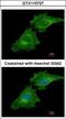 Coronin 1C antibody, GTX115727, GeneTex, Immunofluorescence image 