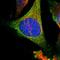 HPRT B antibody, HPA006360, Atlas Antibodies, Immunofluorescence image 