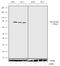 MIP1 antibody, 711540, Invitrogen Antibodies, Western Blot image 