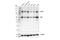 Nuclear Factor Kappa B Subunit 2 antibody, 37359S, Cell Signaling Technology, Western Blot image 