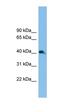 NK2 Homeobox 3 antibody, orb324670, Biorbyt, Western Blot image 