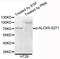 ALOX5 antibody, LS-C411585, Lifespan Biosciences, Western Blot image 