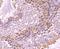 UDP-N-Acetylglucosamine Pyrophosphorylase 1 antibody, NBP2-75694, Novus Biologicals, Immunohistochemistry paraffin image 