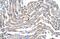 Claudin 11 antibody, PA5-68608, Invitrogen Antibodies, Immunohistochemistry paraffin image 