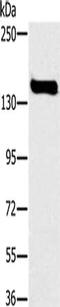 Formin Like 1 antibody, CSB-PA776528, Cusabio, Western Blot image 