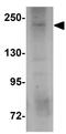 Signal Induced Proliferation Associated 1 Like 3 antibody, GTX85226, GeneTex, Western Blot image 