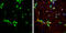 Syndecan Binding Protein antibody, GTX634154, GeneTex, Immunofluorescence image 