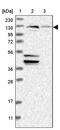 Exocyst Complex Component 4 antibody, PA5-56747, Invitrogen Antibodies, Western Blot image 