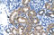 TATA-Box Binding Protein Like 1 antibody, ARP35751_T100, Aviva Systems Biology, Immunohistochemistry paraffin image 