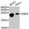 Chromobox 5 antibody, abx125308, Abbexa, Western Blot image 