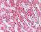 Immunity Related GTPase M antibody, orb88415, Biorbyt, Immunohistochemistry paraffin image 