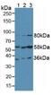 Fibrinogen Like 1 antibody, MBS2001785, MyBioSource, Western Blot image 