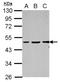 GC-Rich Promoter Binding Protein 1 antibody, NBP2-16710, Novus Biologicals, Western Blot image 