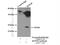 Mitochondrial fission process protein 1 antibody, 14257-1-AP, Proteintech Group, Immunoprecipitation image 