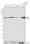 Autophagy Related 12 antibody, 710716, Invitrogen Antibodies, Western Blot image 