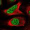 Bromodomain Containing 2 antibody, NBP1-84310, Novus Biologicals, Immunocytochemistry image 