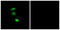 Insulin Receptor Substrate 1 antibody, LS-C117387, Lifespan Biosciences, Immunofluorescence image 