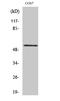 Protein Tyrosine Phosphatase Non-Receptor Type 1 antibody, STJ95265, St John